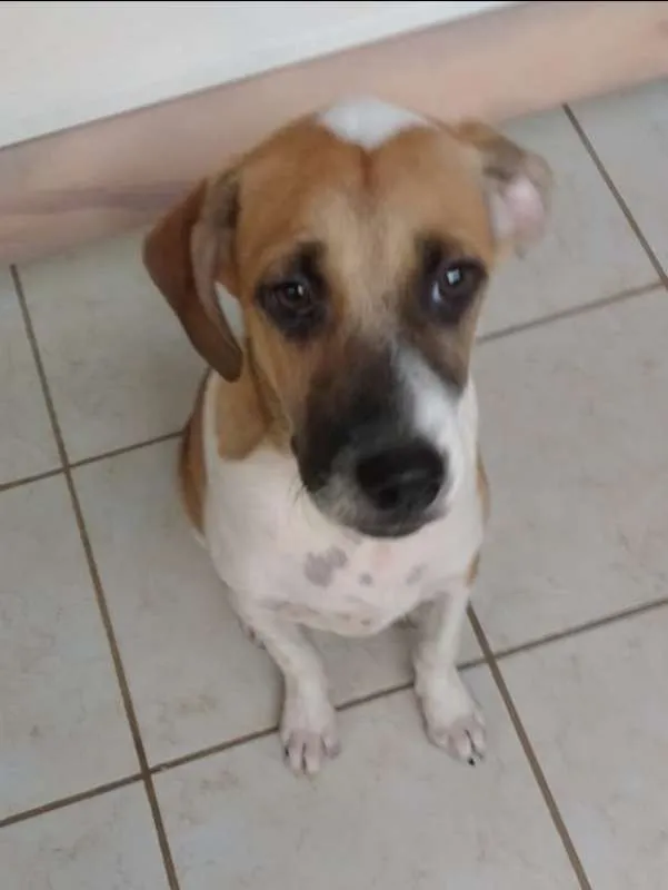 Cachorro ra a  idade 2 a 6 meses nome GIGANTE