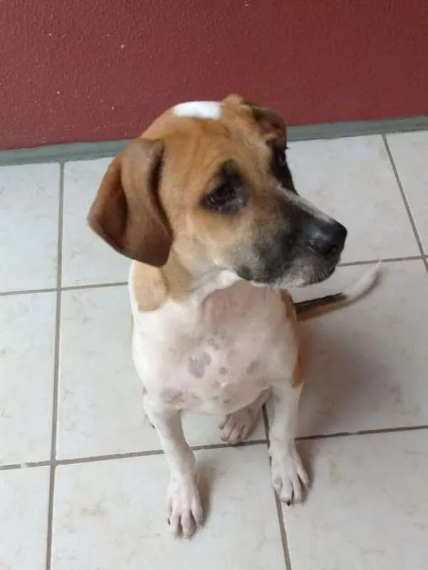 Cachorro ra a  idade 2 a 6 meses nome GIGANTE