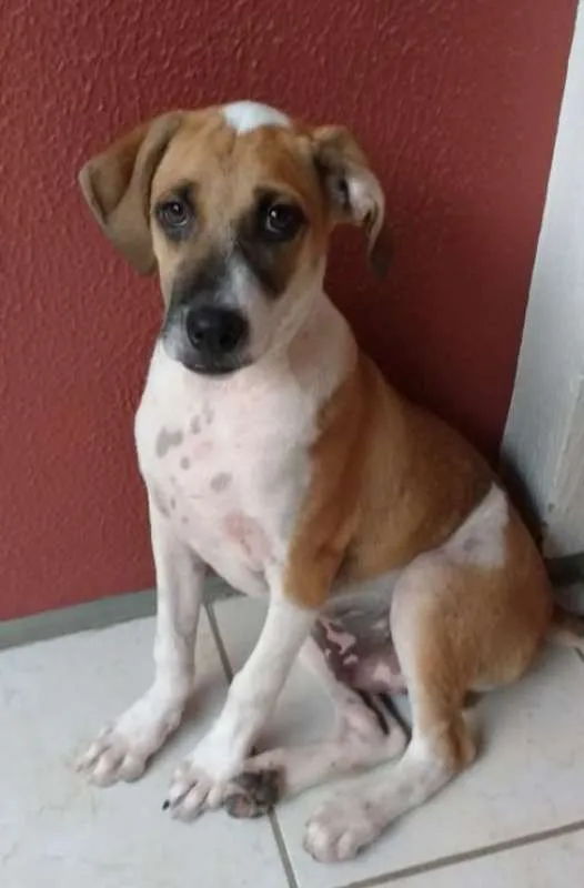 Cachorro ra a  idade 2 a 6 meses nome GIGANTE