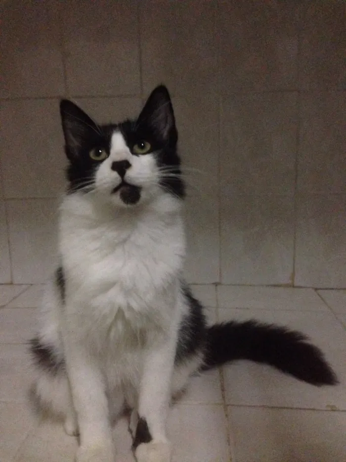 Gato ra a SRD idade 7 a 11 meses nome Maluquinho