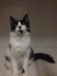 Maluquinho