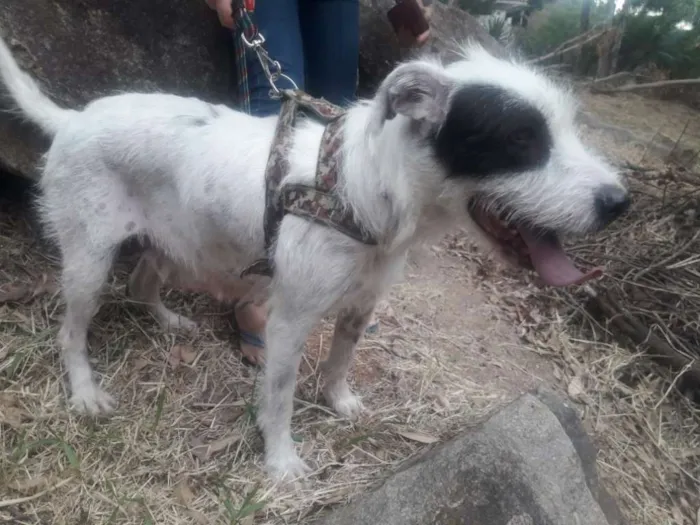 Cachorro ra a Srd  idade 1 ano nome Nina