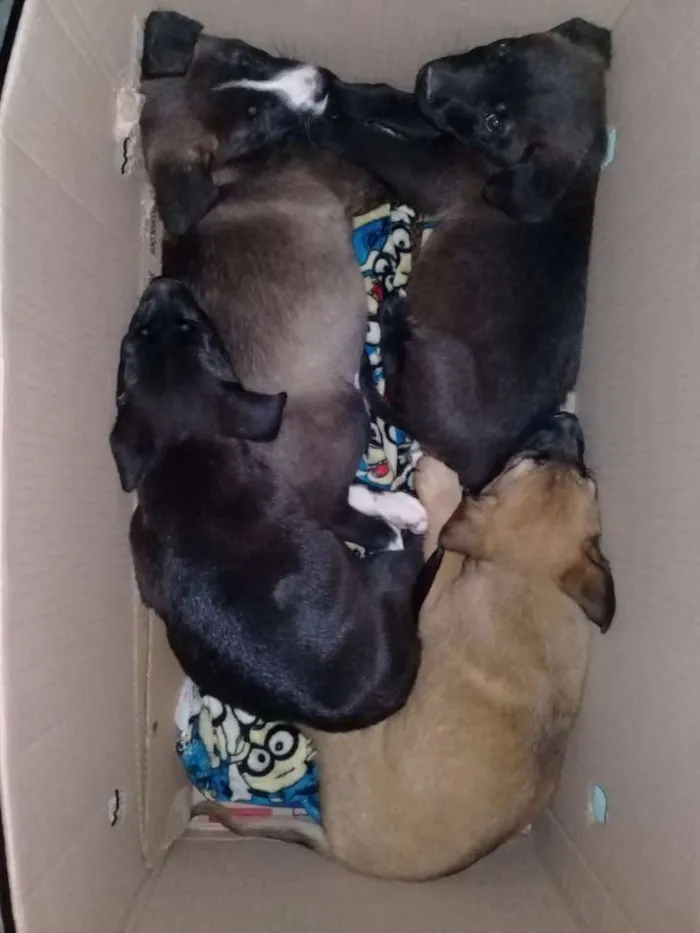 Cachorro ra a srd idade 2 a 6 meses nome sem nome