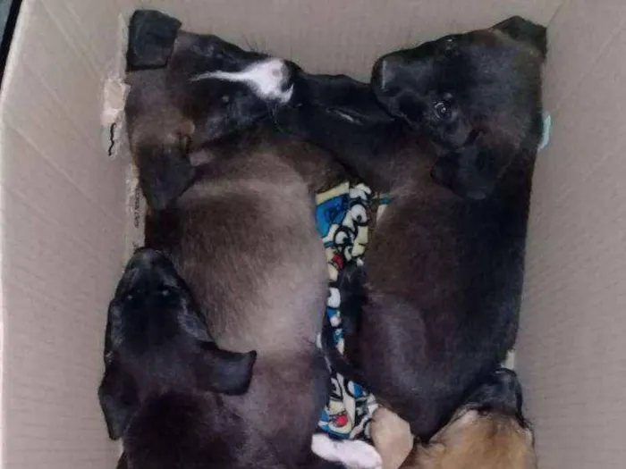 Cachorro ra a srd idade 2 a 6 meses nome sem nome