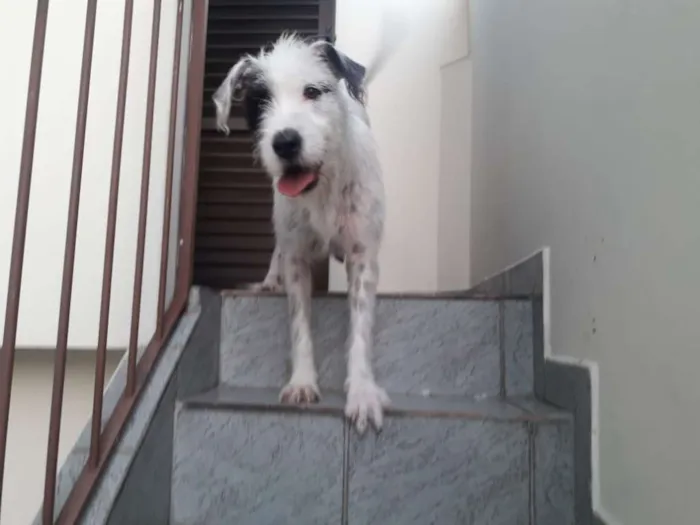 Cachorro ra a Srd  idade 1 ano nome Nina