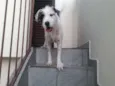Nina