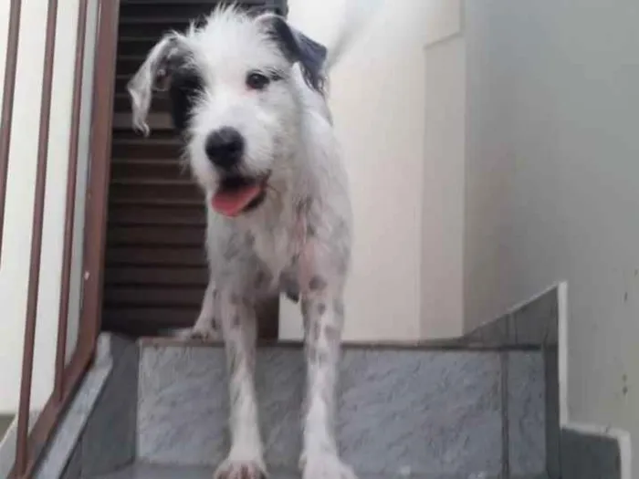 Cachorro ra a Srd  idade 1 ano nome Nina