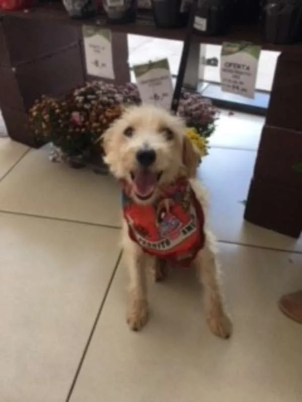 Cachorro ra a Poodle idade 3 anos nome Tobby