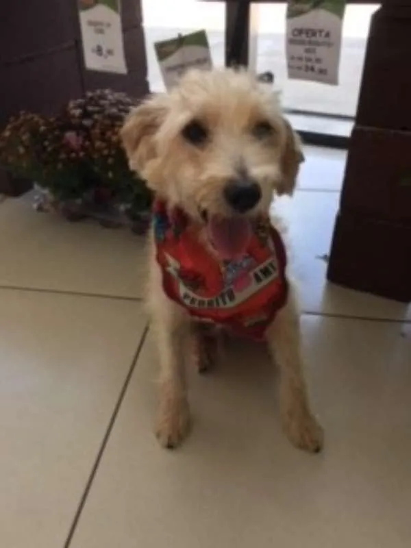 Cachorro ra a Poodle idade 3 anos nome Tobby