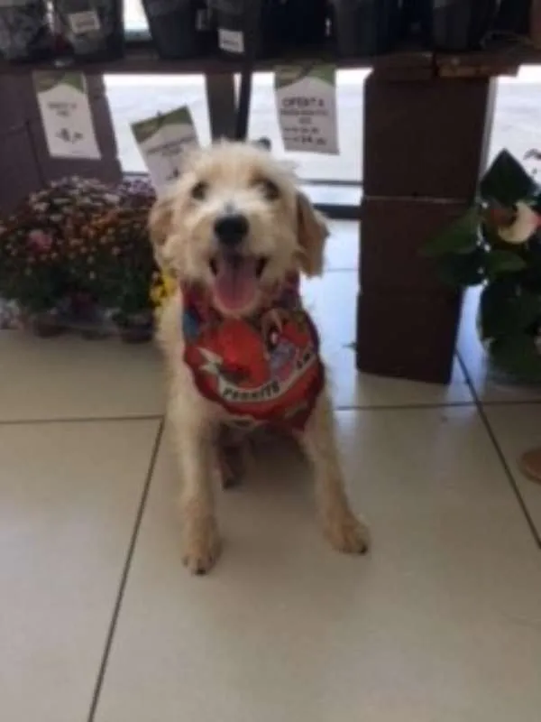 Cachorro ra a Poodle idade 3 anos nome Tobby