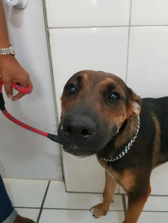 Cachorro ra a Pastor alemao/ Boxer idade 7 a 11 meses nome Zeus e Luna