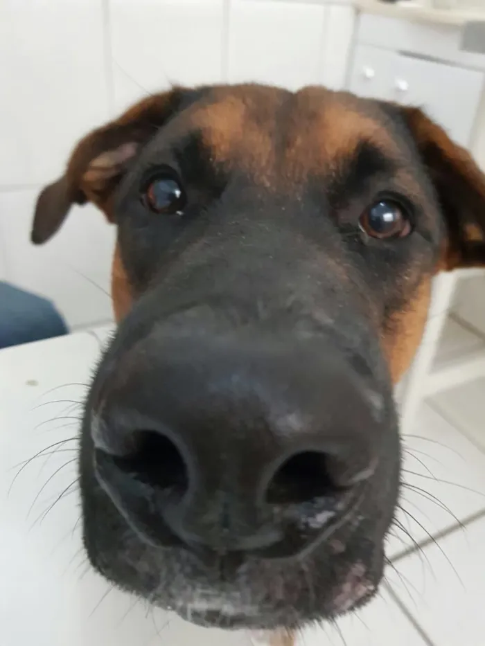Cachorro ra a Pastor alemao/ Boxer idade 7 a 11 meses nome Zeus e Luna