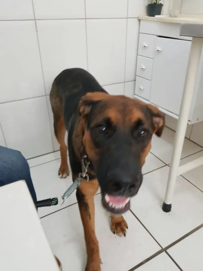 Cachorro ra a Pastor alemao/ Boxer idade 7 a 11 meses nome Zeus e Luna