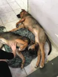 Zeus e Luna