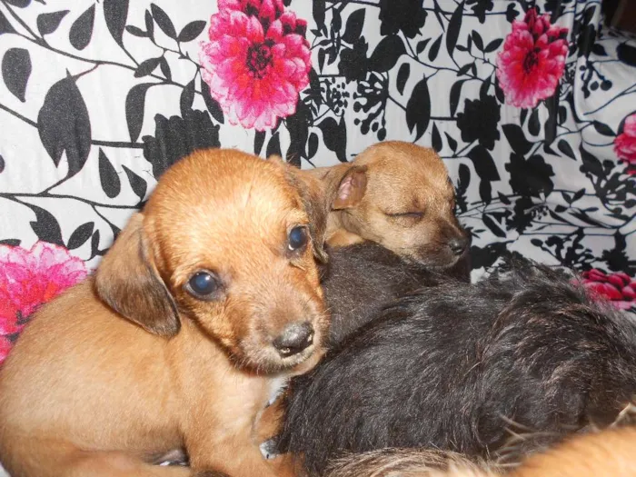 Cachorro ra a Poodle idade Abaixo de 2 meses nome N/A