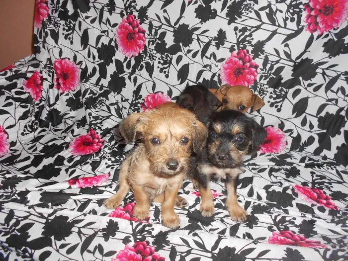 Cachorro ra a Poodle idade Abaixo de 2 meses nome N/A