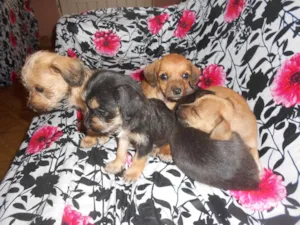 Cachorro raça Poodle idade Abaixo de 2 meses nome N/A