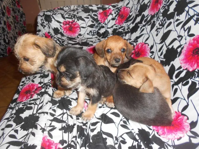 Cachorro ra a Poodle idade Abaixo de 2 meses nome N/A