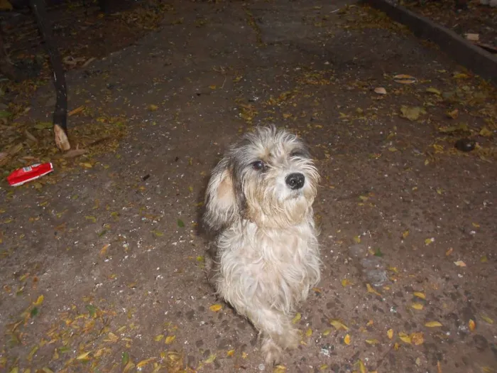 Cachorro ra a Poodle idade Abaixo de 2 meses nome N/A