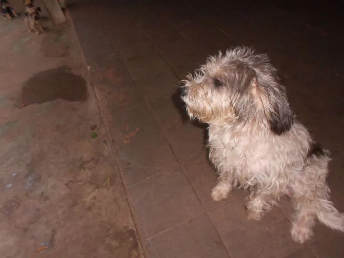 Cachorro ra a Poodle idade Abaixo de 2 meses nome N/A
