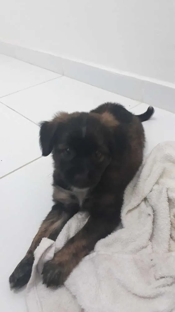 Cachorro raça S. R. D idade Abaixo de 2 meses nome Dará 