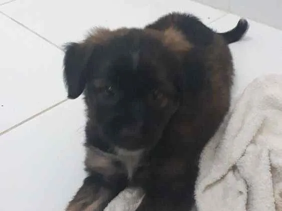 Cachorro raça S. R. D idade Abaixo de 2 meses nome Dará 
