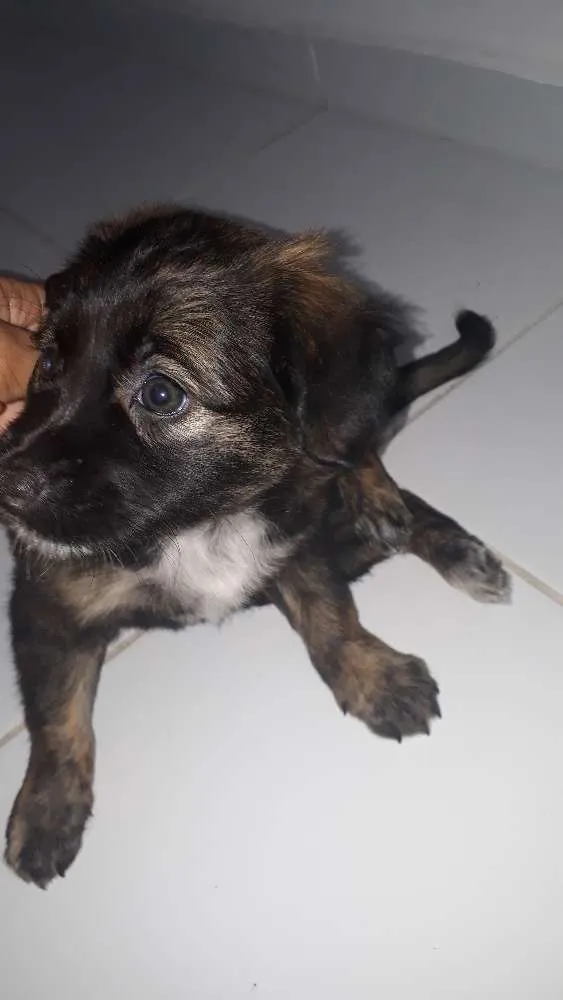 Cachorro raça S. R. D idade Abaixo de 2 meses nome Dará 