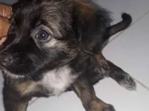 Cachorro raça S. R. D idade Abaixo de 2 meses nome Dará 