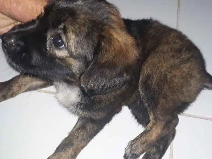 Cachorro raça S. R. D idade Abaixo de 2 meses nome Dará 
