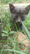Gato Azul