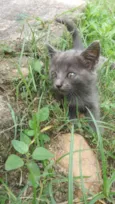 Gato Azul