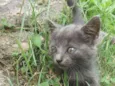 Gato Azul