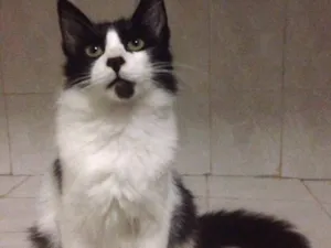 Gato raça SRD idade 7 a 11 meses nome Maluquinho