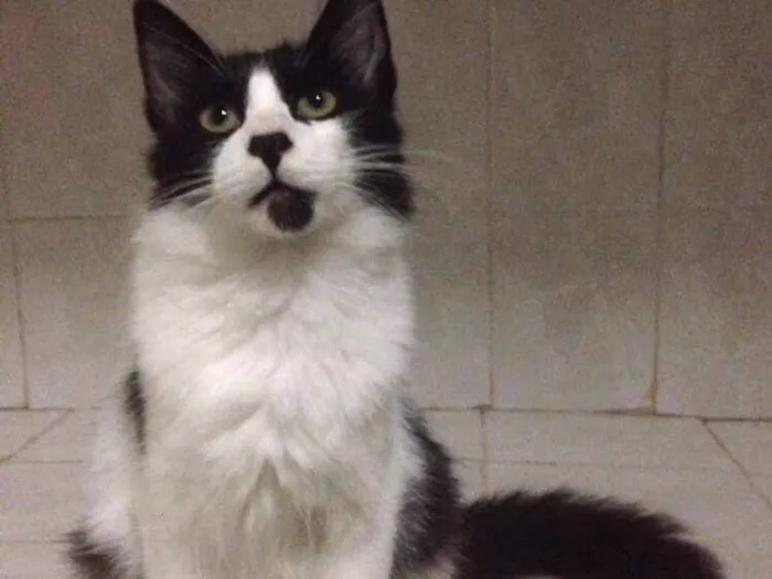 Gato ra a SRD idade 7 a 11 meses nome Maluquinho
