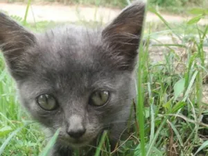 Gato raça Srd idade 2 a 6 meses nome Gato Azul