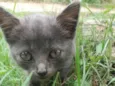 Gato Azul