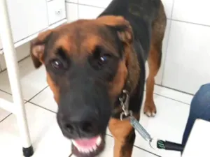 Cachorro raça Pastor alemao/ Boxer idade 7 a 11 meses nome Zeus e Luna