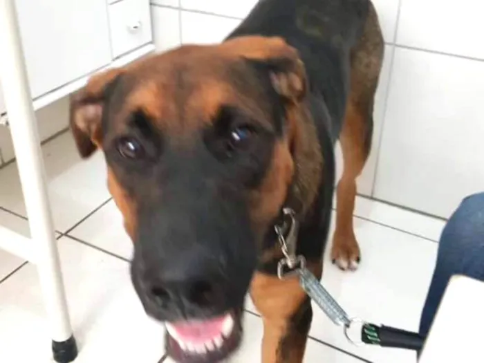 Cachorro ra a Pastor alemao/ Boxer idade 7 a 11 meses nome Zeus e Luna