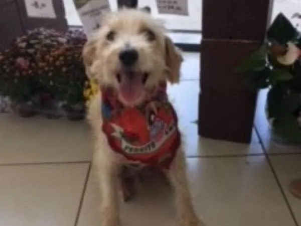 Cachorro ra a Poodle idade 3 anos nome Tobby