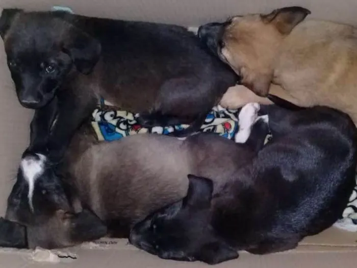 Cachorro ra a srd idade 2 a 6 meses nome sem nome