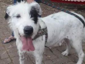 Cachorro raça Srd  idade 1 ano nome Nina