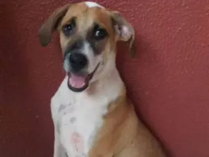 Cachorro raça  idade 2 a 6 meses nome GIGANTE