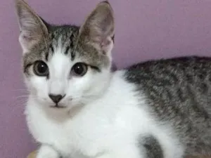 Gato raça  idade 2 a 6 meses nome Mustafá