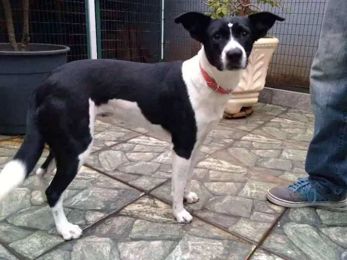 Cachorro ra a Srd idade 7 a 11 meses nome Susy