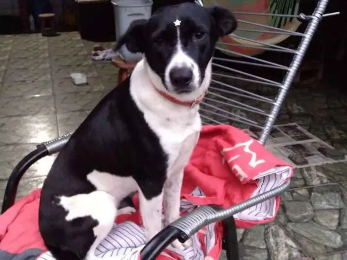 Cachorro ra a Srd idade 7 a 11 meses nome Susy