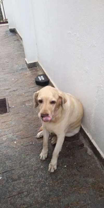 Cachorro ra a Labrador idade 5 anos nome Scott