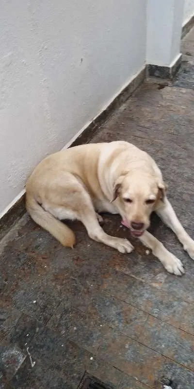 Cachorro ra a Labrador idade 5 anos nome Scott