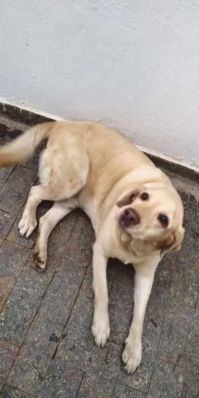 Cachorro ra a Labrador idade 5 anos nome Scott