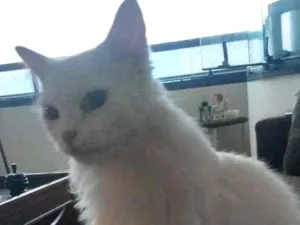 Gato raça Mestiço idade 3 anos nome Chanel