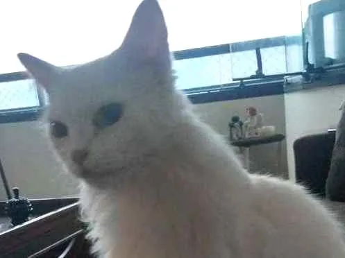 Gato ra a Mestiço idade 3 anos nome Chanel